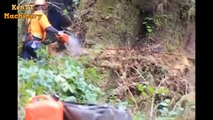 Dangerous Skill Felling Big Tree Chainsaw Machine Working - Biggest Timber Cutters Machine
