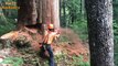 Dangerous Skills Cutting Big Tree 100 Years Old Chainsaw Machines Work In The Forest