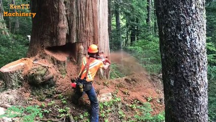 Dangerous Skills Cutting Big Tree 100 Years Old Chainsaw Machines Work In The Forest