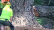 Dangerous Skills Cutting Down Big Tree Chainsaw Machine! Tree Felling Modern Chainsaw Machines