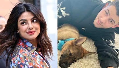 Priyanka Chopra Surprises Nick Jonas With New Puppy
