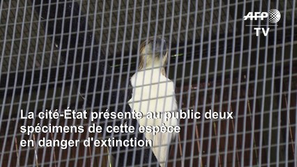 Singapour veut donner un deuxième envol aux aigles de Philippines