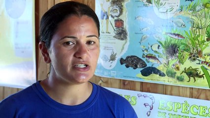 Tartarugas e turistas dividem praia na Tunísia