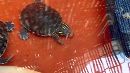 tortus comiendo peces