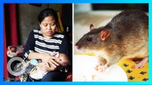 Kronologis bayi digigit tikus saat tidur - TomoNews