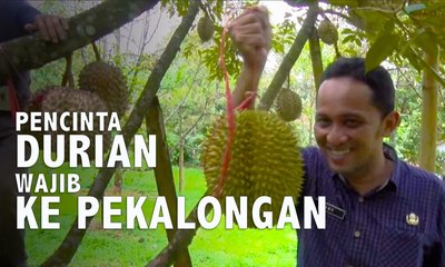 Pencinta Durian Wajib ke Pekalongan