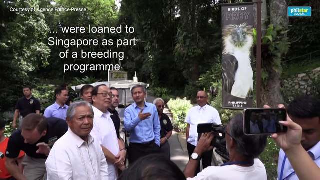 The eagles have landed: Singapore shows off rare Philippine raptors