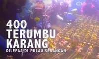 400 Terumbu Karang Dilepas di Pulau Serangan