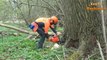 Extreme Fastest Cutting Big Tree Chainsaw Machines, Professional High Skill Workers Felling Trees