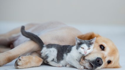Dog Found Keeping Kittens Warm On Frigid Night