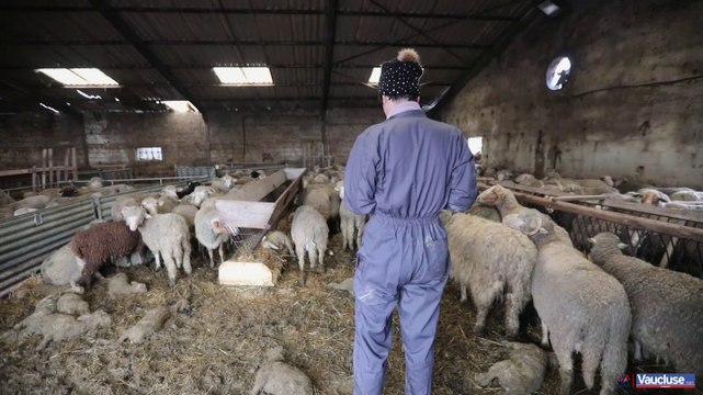 A Pertuis, plus de 1600 agneaux et une centaine de brebis meurent noyés