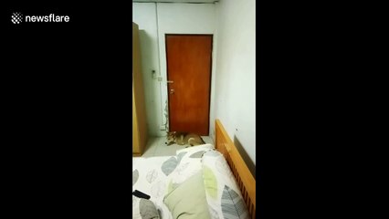 Clever dogs open the door by themselves to escape the room