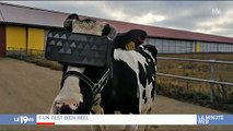 Russie: Des fermes expérimentent des casques de réalité virtuelle pour augmenter la production de lait des vaches - VIDEO