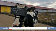 Russie : Des fermes expérimentent des casques de réalité virtuelle pour augmenter la production de lait des vaches