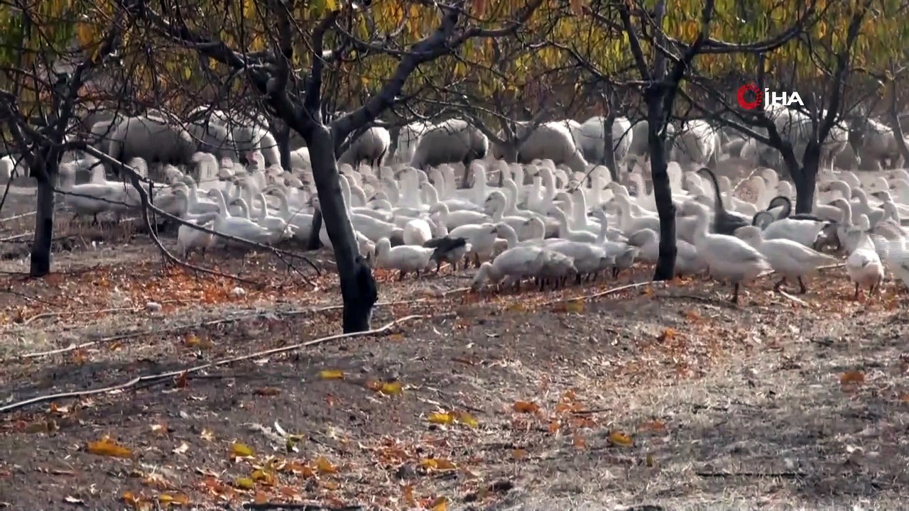 Yabancı otlarla mücadelede kaz ve koyun kullanıyorlar