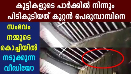 കുട്ടികളുടെ പാർക്കിൽ നിന്നും കൂറ്റൻ പെരുമ്പാമ്പിനെ പിടികൂടി | Oneindia Malayalam