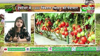 Kisan Bulletin :  1 हेक्टेयर में 1400 क्विंटल टमाटर की पैदावार  | Grameen News