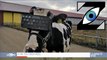 [Zap Télé] Des casques de réalité virtuelle pour les vaches en Russie ! (28/11/19)