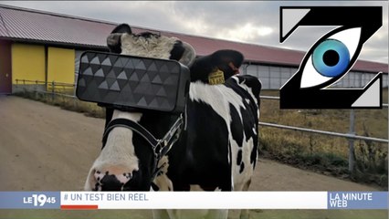 [Zap Télé] Des casques de réalité virtuelle pour les vaches en Russie ! (28/11/19)