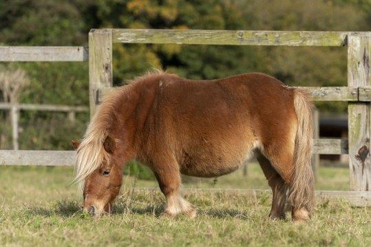 RSPCA Christmas video