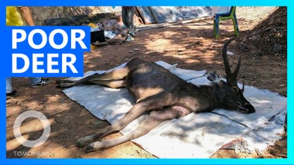 Dead Thai deer found with seven kg of plastic waste in stomach