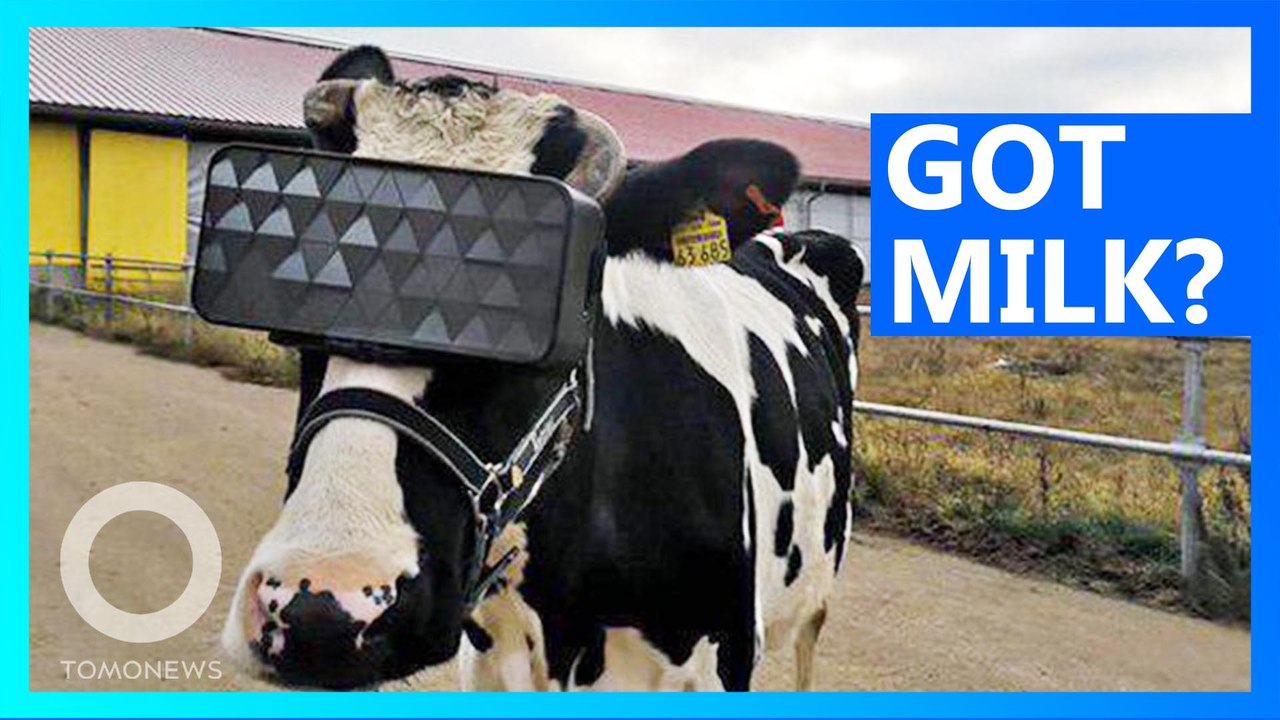 Cows rocking VR goggles in Russia to help with milk production