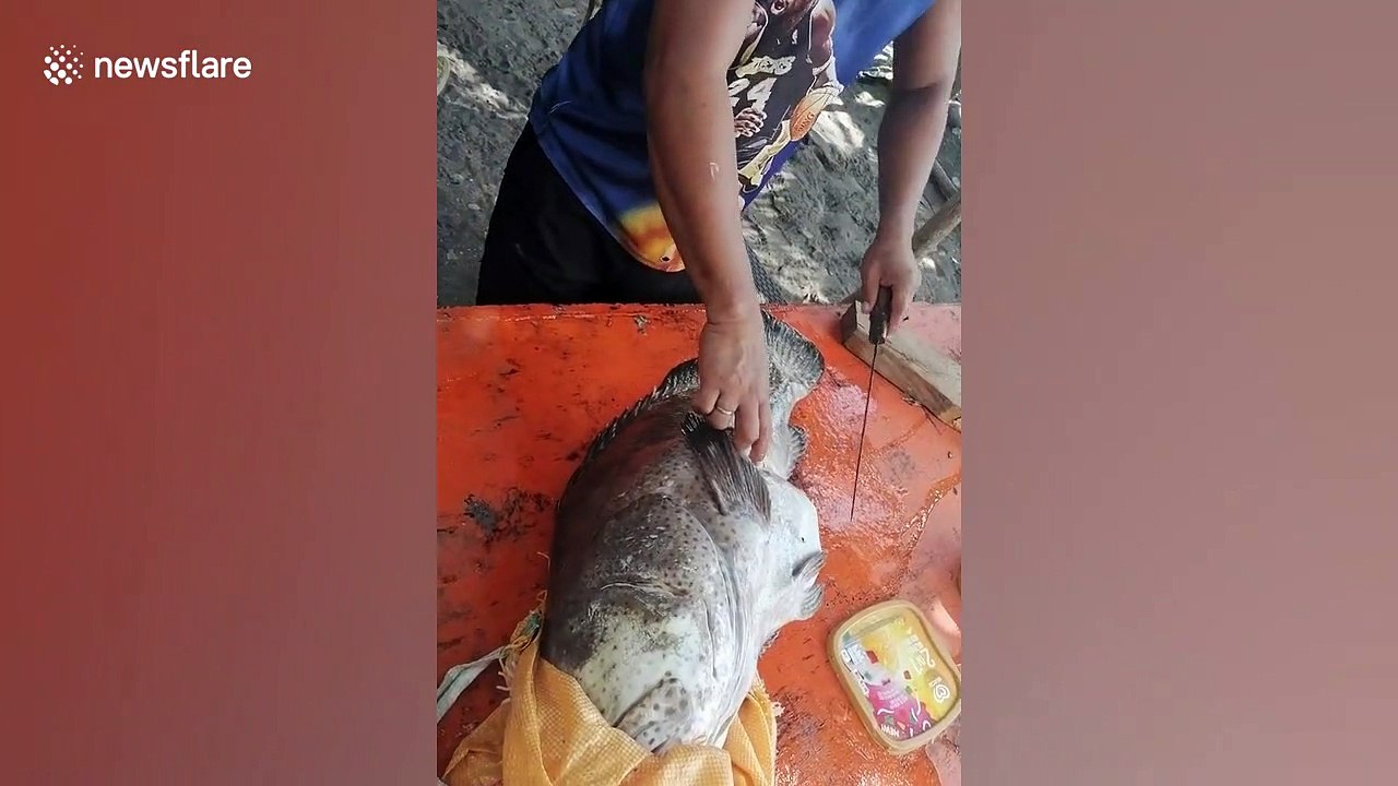 Plastic pollution removed from stomach of grouper fish in the Philippines