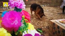 La commovente fedeltà del cane: cerca di scavare nel punto dove è stato sotterrato il proprietario defunto