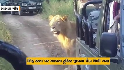 સાસણ ગીર સફારીમાં સિંહ-સિંહણ રસ્તા વચ્ચે આવતા જીપ્સીના પૈડા થંભ્યા, પ્રવાસીઓએ સિંહ દર્શનની મોજ માણી