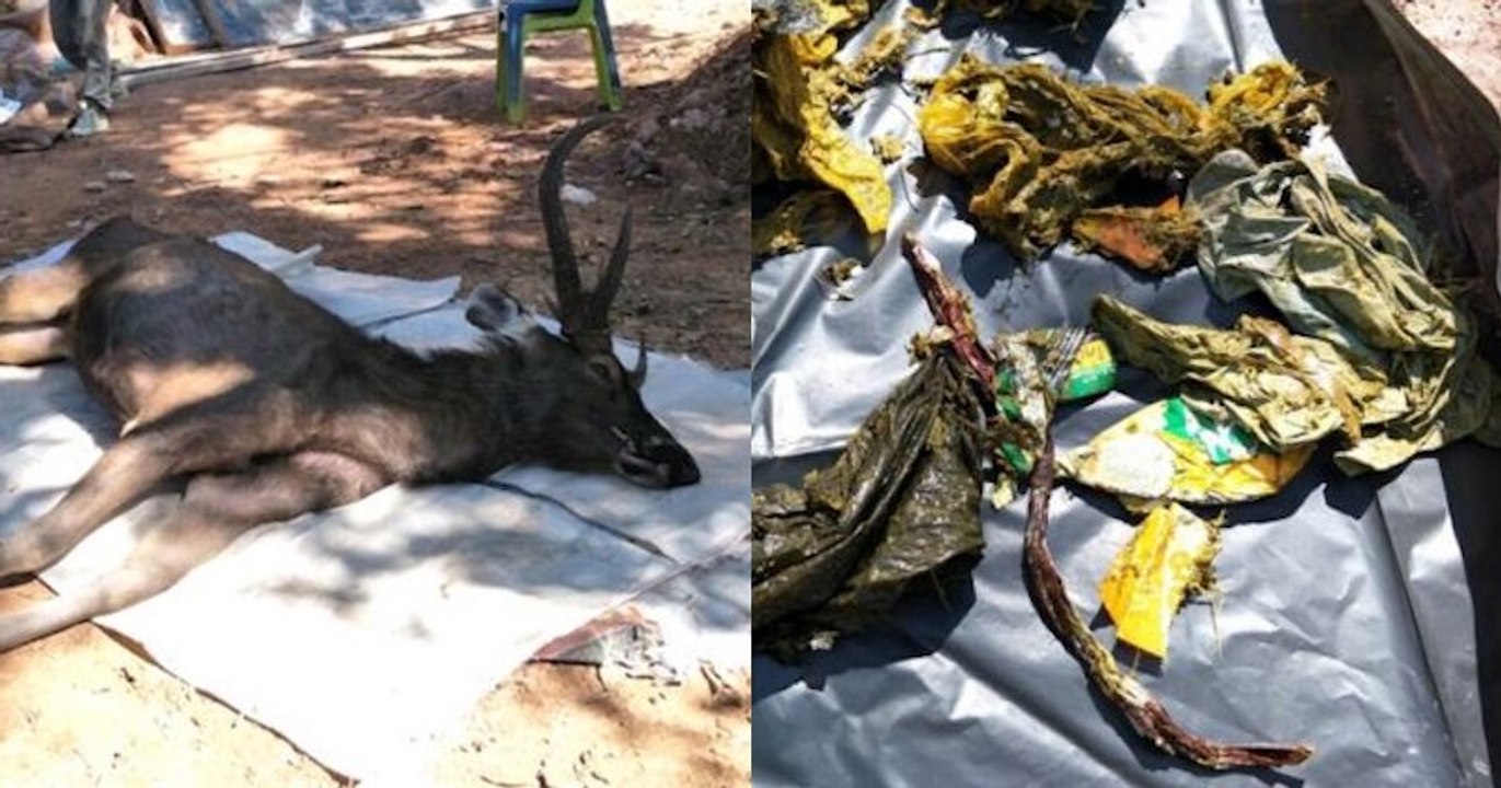 Sacs-poubelle, sous-vêtements etc... : un cerf sauvage retrouvé mort avec 7 kilos de déchets plastiques dans son estomac en Thaïlande