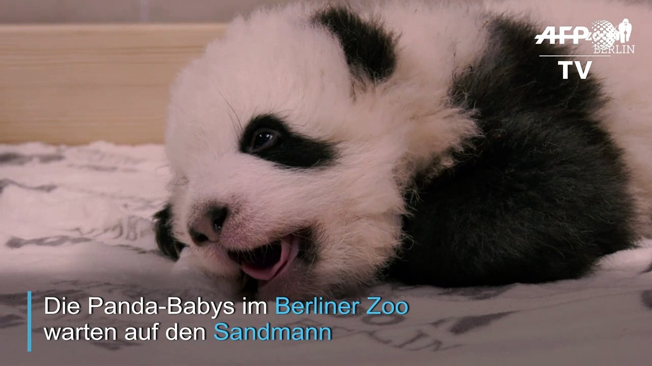 Schluckauf! panda-baby will einfach nur schlafen