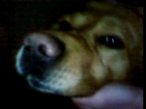 béber le chien en gros plan