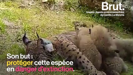 En Espagne, une lynx ibérique tuée par un braconnier