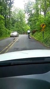 Ce cycliste est poursuivi par des dindes !