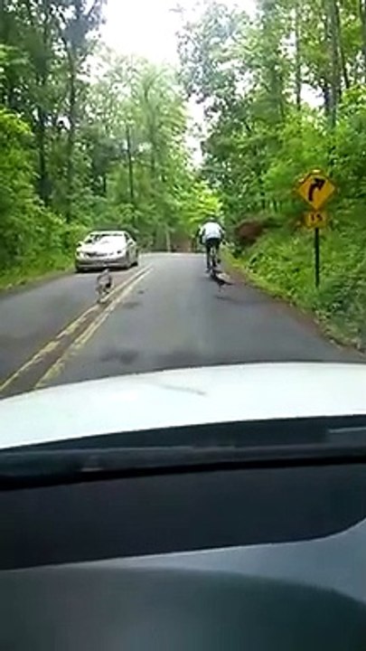 Ce cycliste est poursuivi par des dindes !