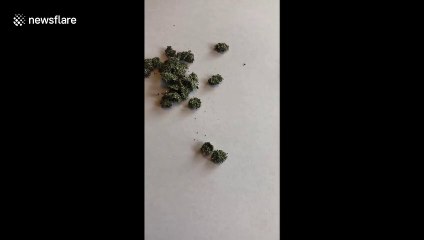 This insect's camouflage looks like nuggets of marijuana