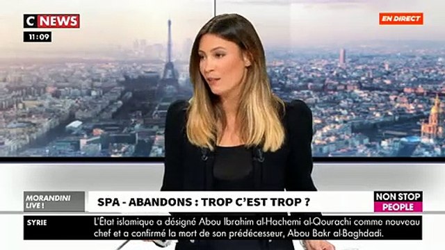 Le traditionnel Noël des animaux de la SPA est organisé le week-end des 7 et 8 décembre en France - VIDEO