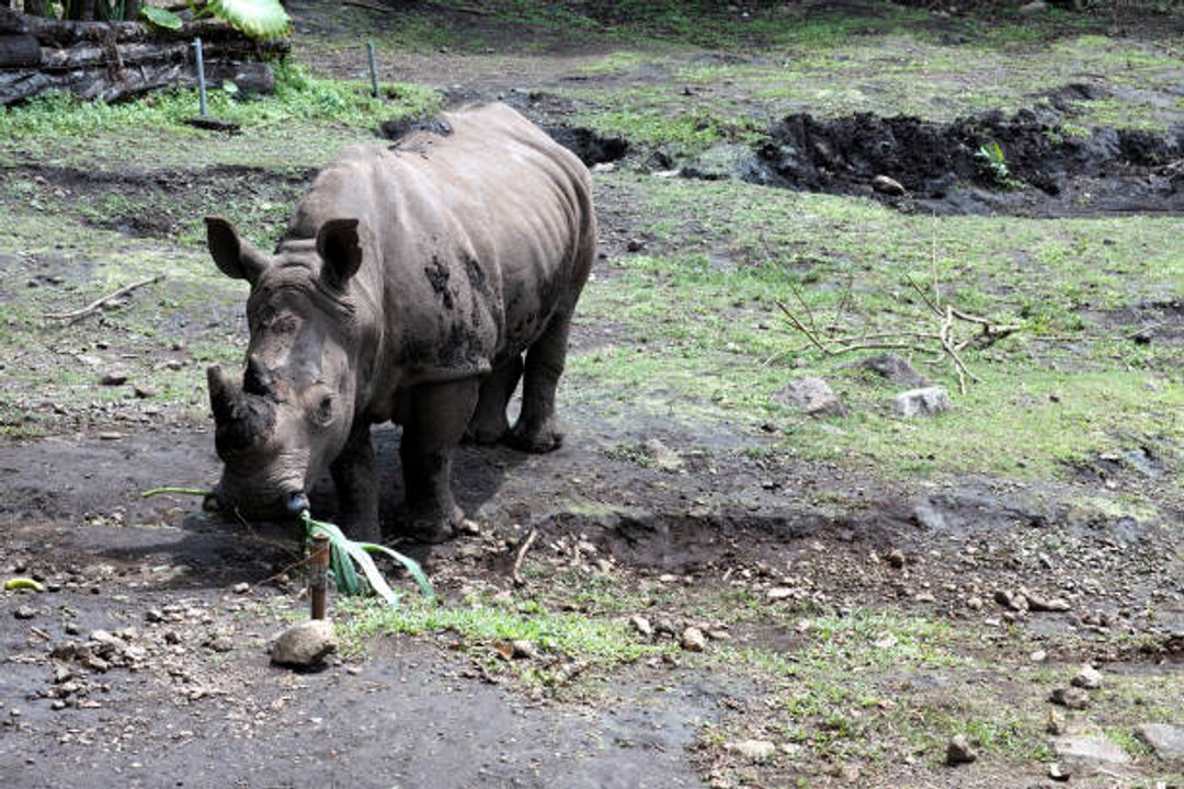 Muere la última rinoceronte de Sumatra