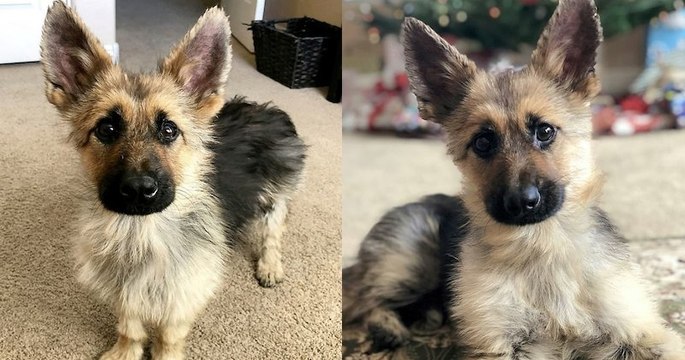 Ce berger allemand de 2 ans souffre de nanisme après avoir été infecté par un parasite, mais fait la joie des internautes