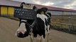 Russie : des vaches portent des casques virtuels pour produire plus de lait