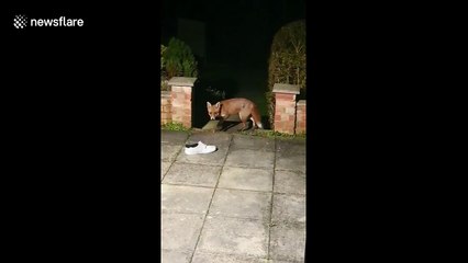 Brazen fox steals UK man's shoe and quickly urinates in it