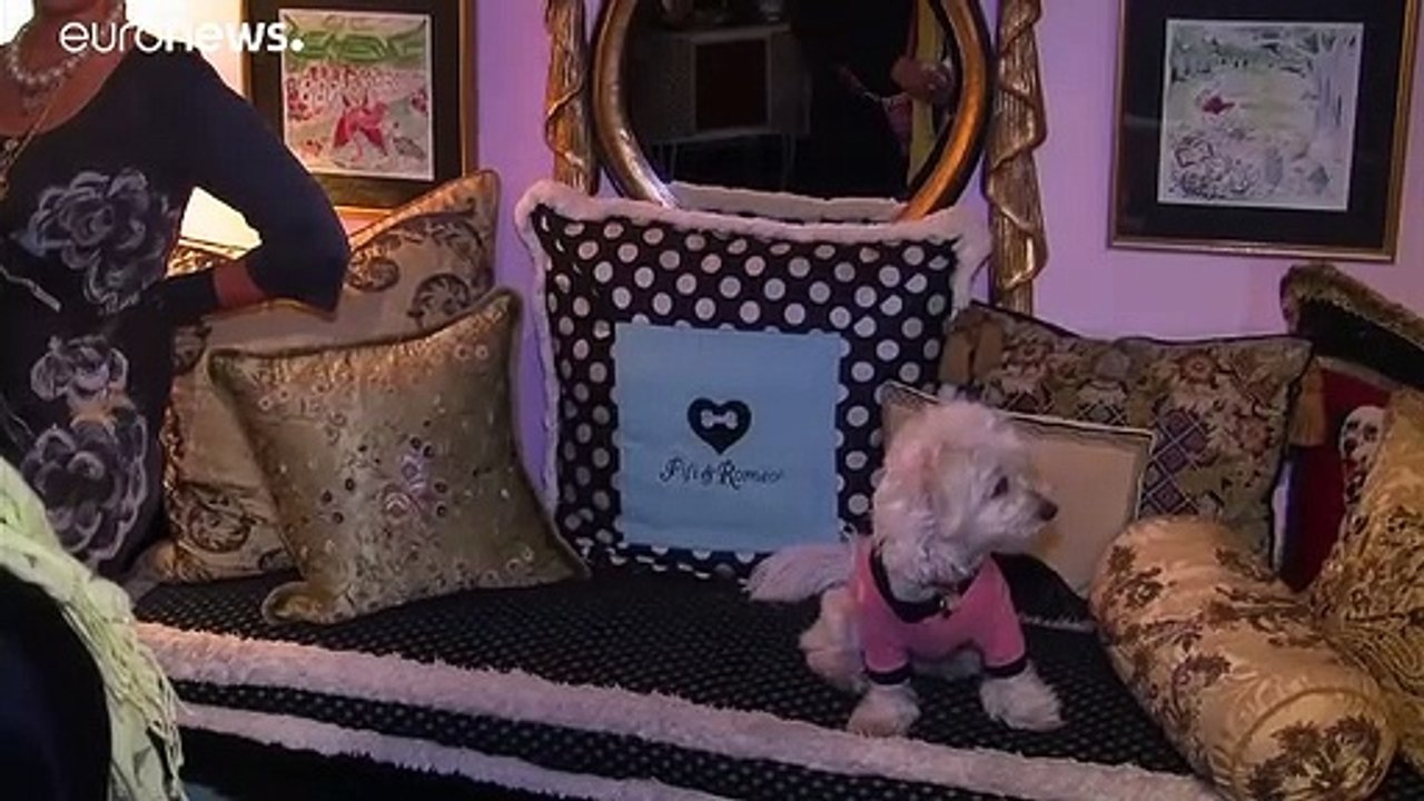 Hunde in Cashmere und Bling zu Weihnachten