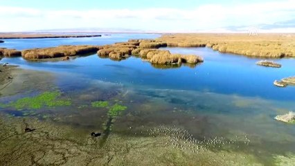 Eber Gölü'nde su seviyesi düşüyor
