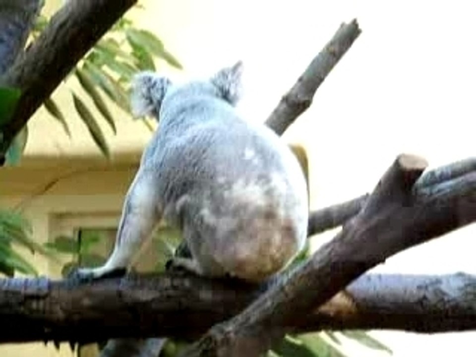 Koala Sprint