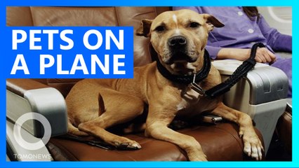 Veterans, airlines push back against untrained service animals