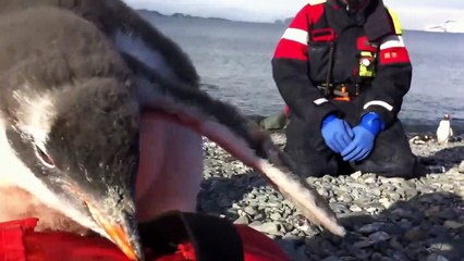 Un jeune pingouin pas vraiment timide