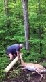 Ils trouvent une biche coincée dans un tronc d'arbre et la libèrent