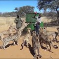 L'heure du repas pour ces 30 guépards... Gros chats affamés