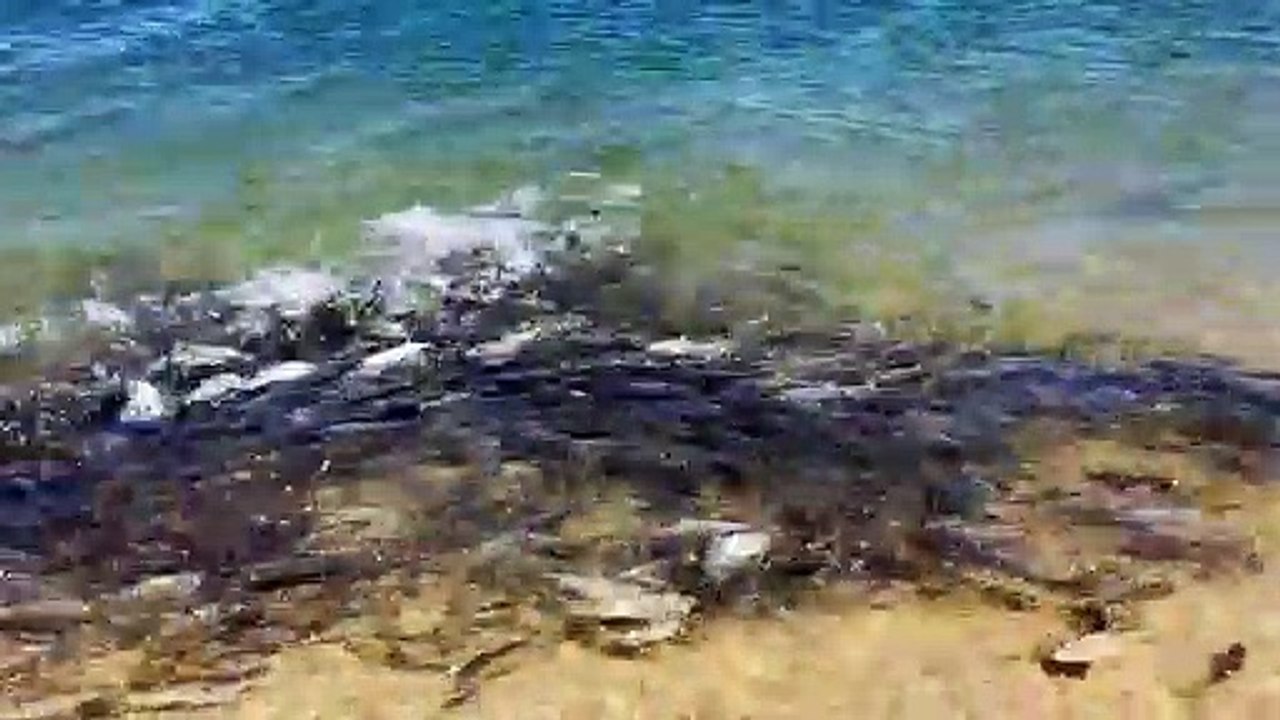 Un banc de poissons bleus affamés... Impressionnant