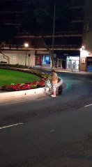 Se lleva las flores de pascua en plena rotonda